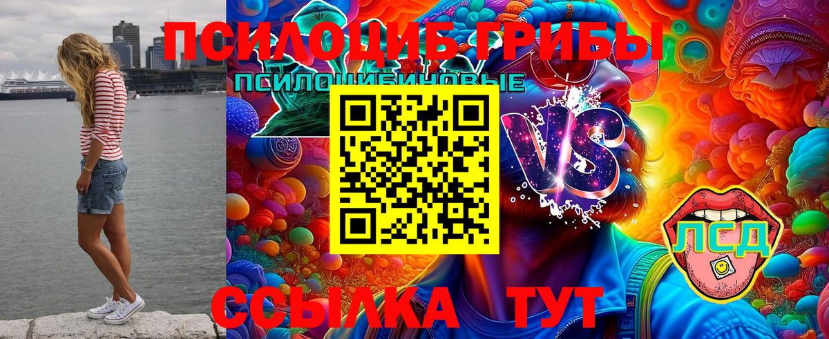 Галлюциногенные грибы Psilocybe Всеволожск
